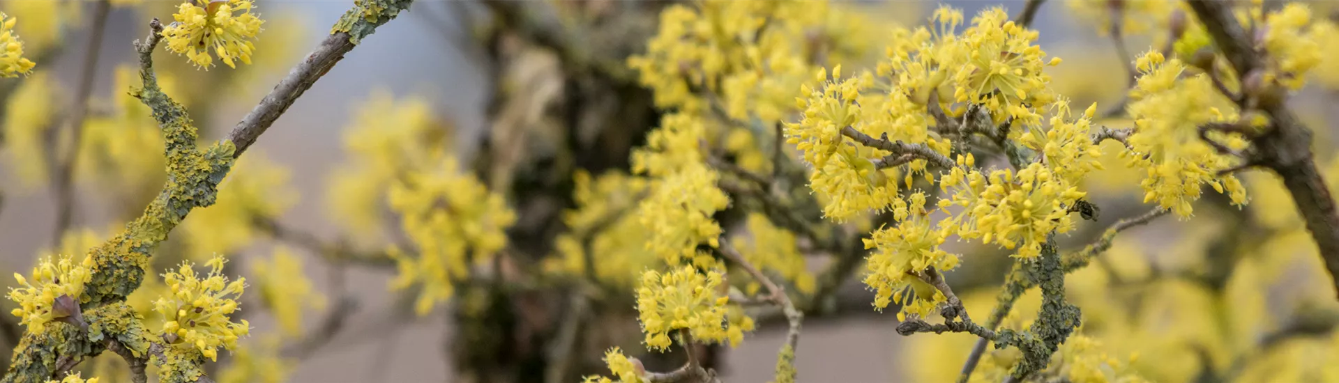 Cornus officinalis Stbu blüte c.jpg