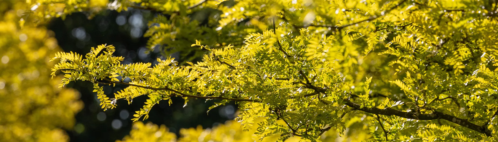 Gleditisa triacanthos Sunburst 20-25-30 Krohne 5BE 0C7A1554 slider.jpg