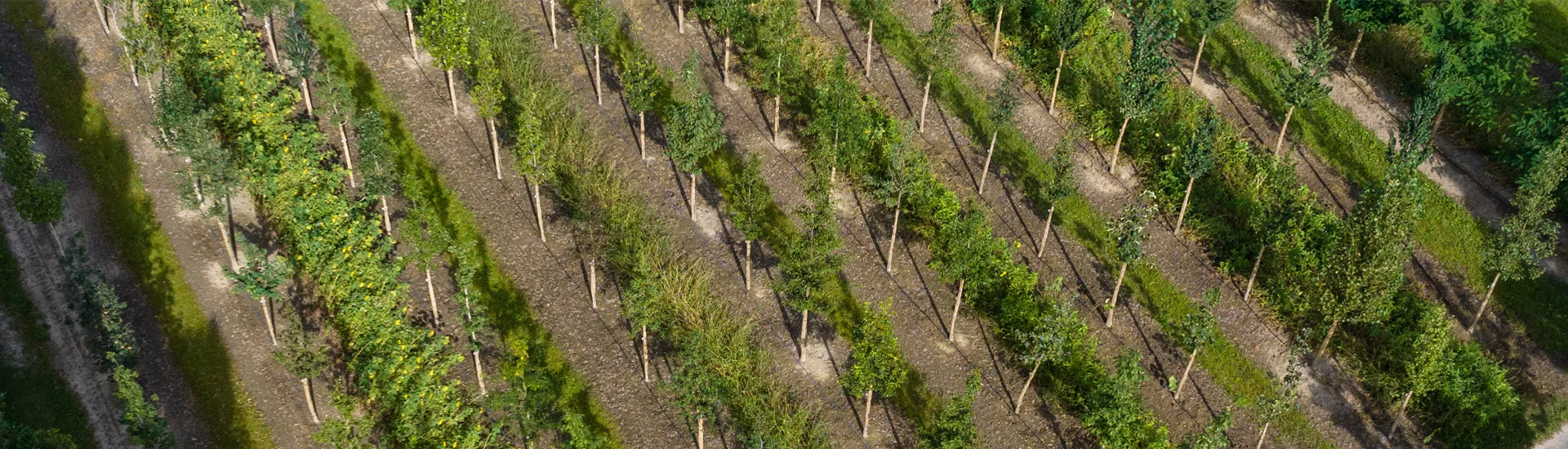 Klimabäume Hof Header c.jpg