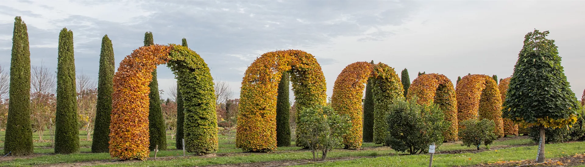 Fagus Torbogen Herbstlaub.jpg