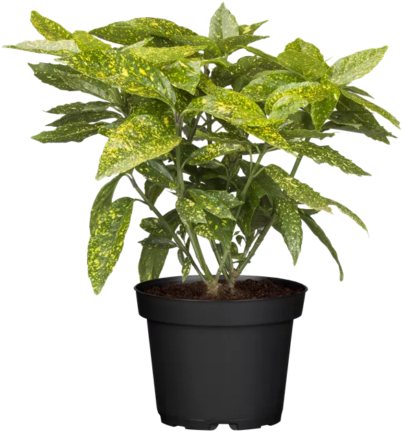 Aucuba japonica 'Variegata'