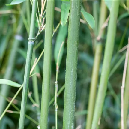 Phyllostachys humilis