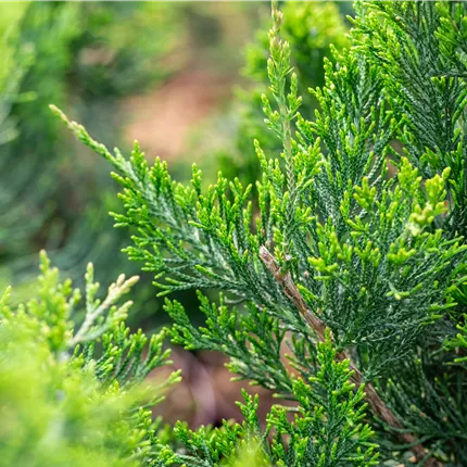 Juniperus virginiana 'Canaertii'