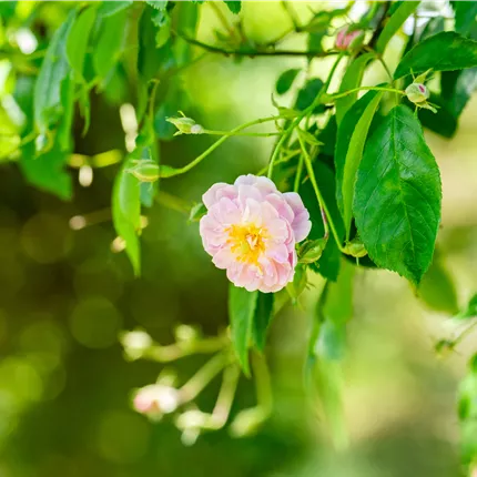 Rosa 'Paul's Himalayan Musk Rambler' KL