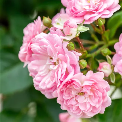 Rosa 'The Fairy' BDR