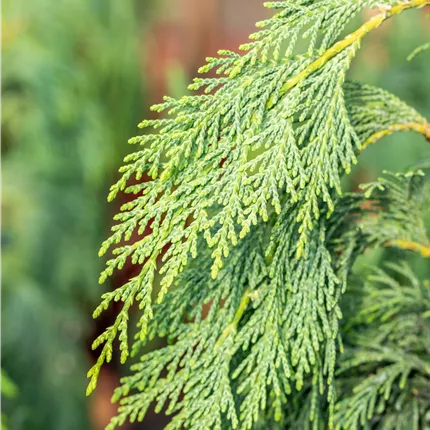Chamaecyparis nootk.'Pendula'