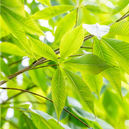 Aesculus flava 'Vestita'