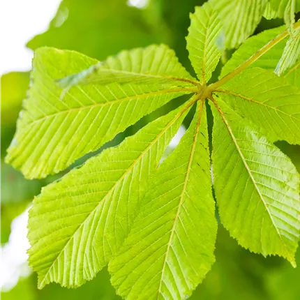Aesculus hippocastanum 'Baumannii'