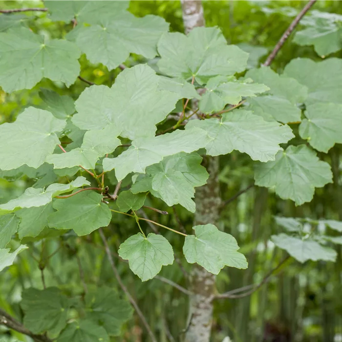 Acer opalus Acer opalus