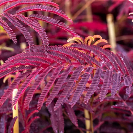 Albizia julibr.'Summer Chocolate' -S-