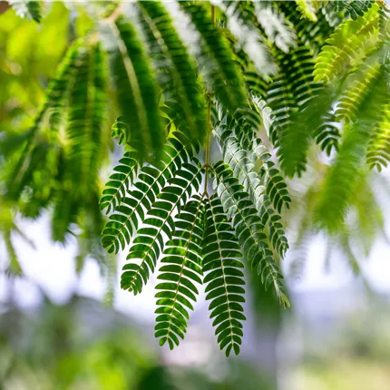 Albizia julibrissin 'Ombrella'