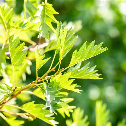 Alnus glutinosa 'Laciniata'