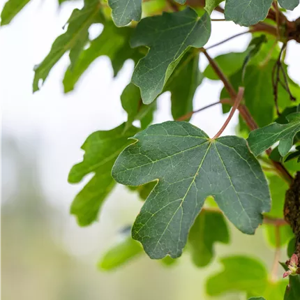 Acer campestre 'Queen Elizabeth'
