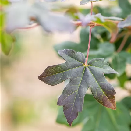Acer campestre 'Red Shine'