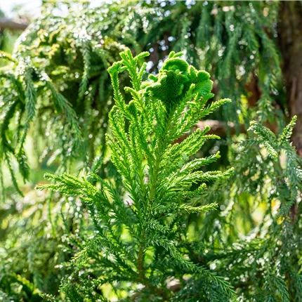 Cryptomeria japonica 'Cristata'