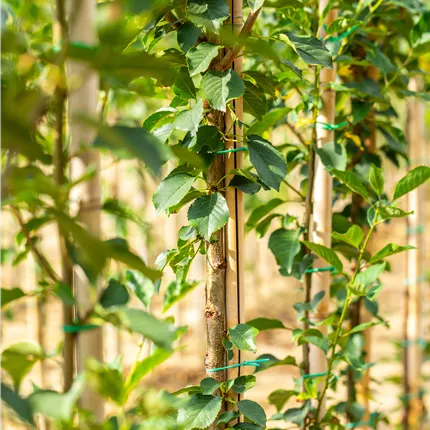 Prunus cer.'Morellenfeuer' CAC