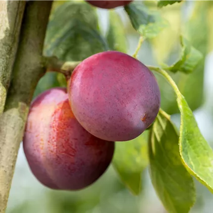 Prunus dom.'Königin Viktoria' CAC