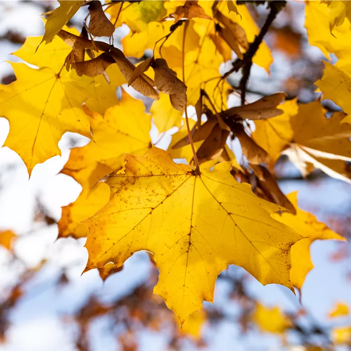 Acer platanoides 'Emerald Queen' Acer platanoides 'Emerald Queen'