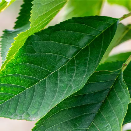 Prunus av.'Burlat' CAC