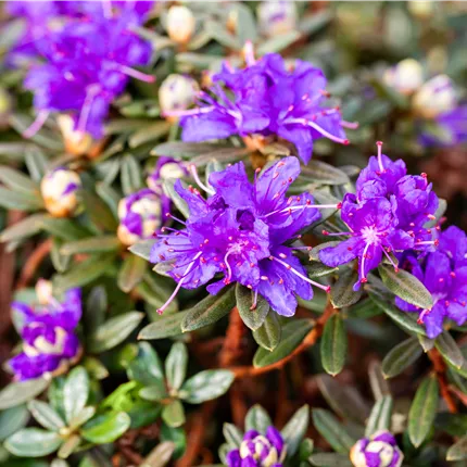 Rhododendron impeditum 'Azurika'