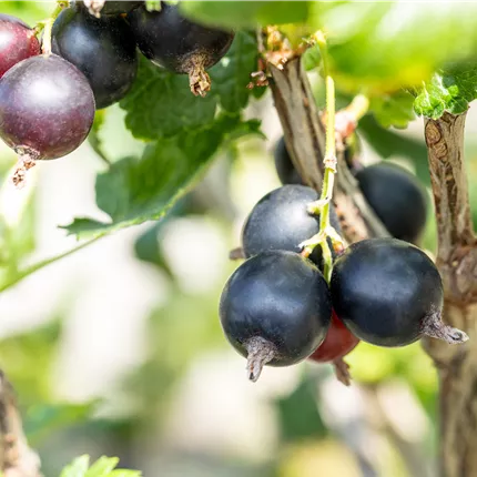 Ribes Jostabeere CAC