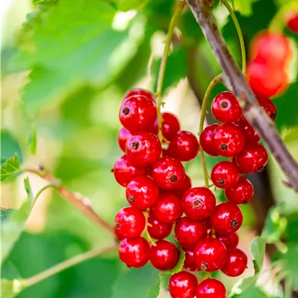 Ribes rubrum 'Jonkheer van Tets' CAC