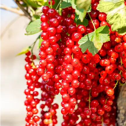 Ribes rubrum 'Rovada' CAC
