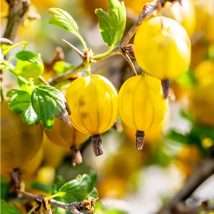Ribes uva-crispa 'Hinnonmäki gelb' CAC