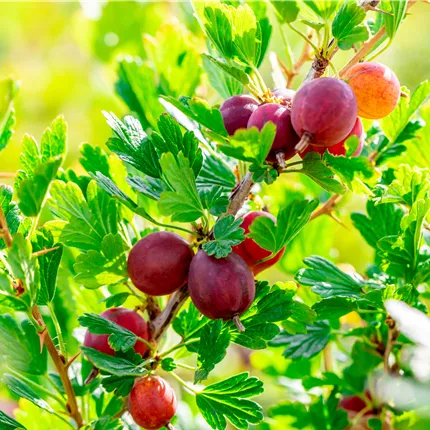 Ribes uva-crispa 'Hinnonmäki rot' CAC