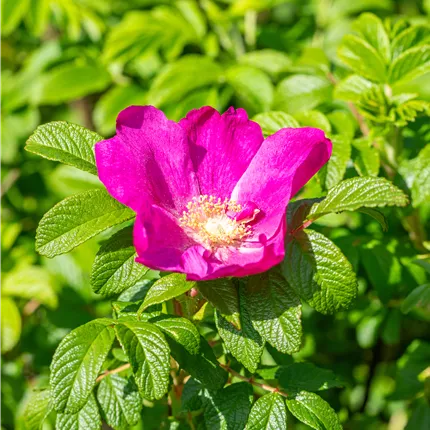 Rosa nitida