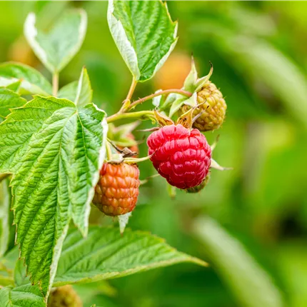 Rubus id.'Himbotop' -R- CAC