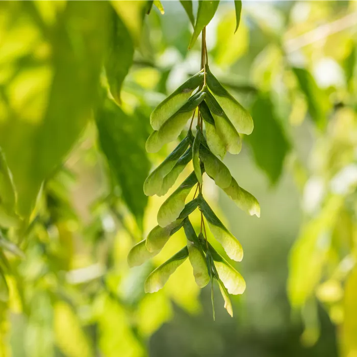 Acer cissifolium Acer cissifolium