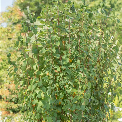 Amelanchier alnifolia 'Obelisk' Amelanchier alnifolia 'Obelisk'