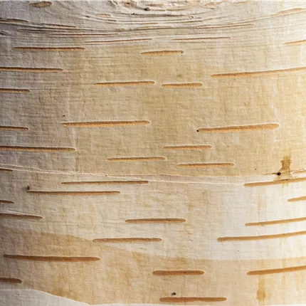 Betula albosinensis Betula albosinensis