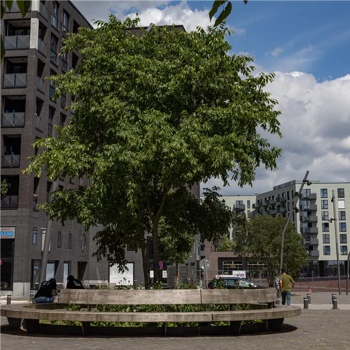 Celtis australis mehrst.jpg