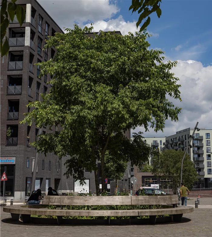Hamburg Lola-Rogge-Platz Celtis australis mehrst 0C7A5079.jpg