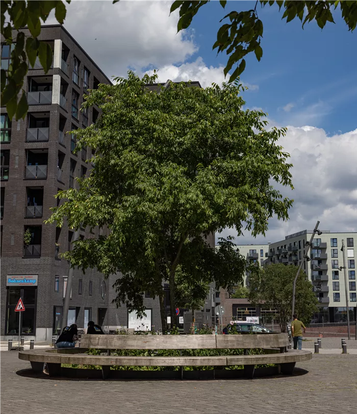 Hamburg Lola-Rogge-Platz Celtis australis mehrst 0C7A5079.jpg