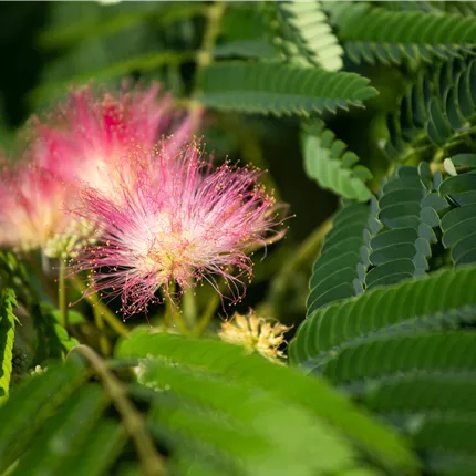 Albizia julibrissin Albizia julibrissin