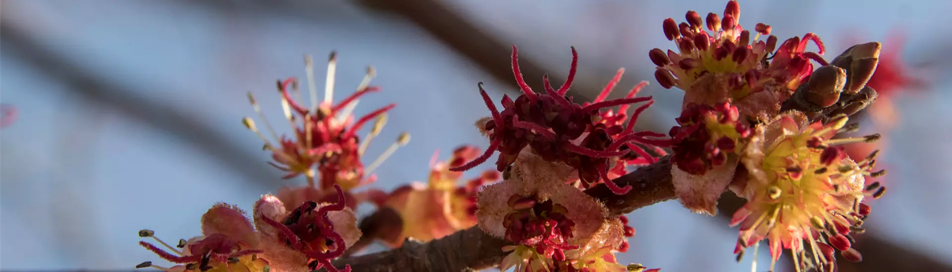 Acer rubrum October Glory_IMG_7748.jpg