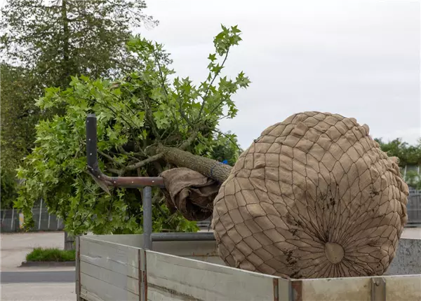 Ballengröße und -gewichte DE - ENG