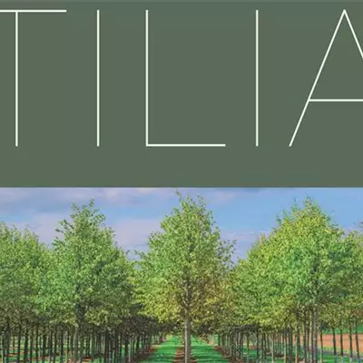 Broschüre Tilia ENG - RUS