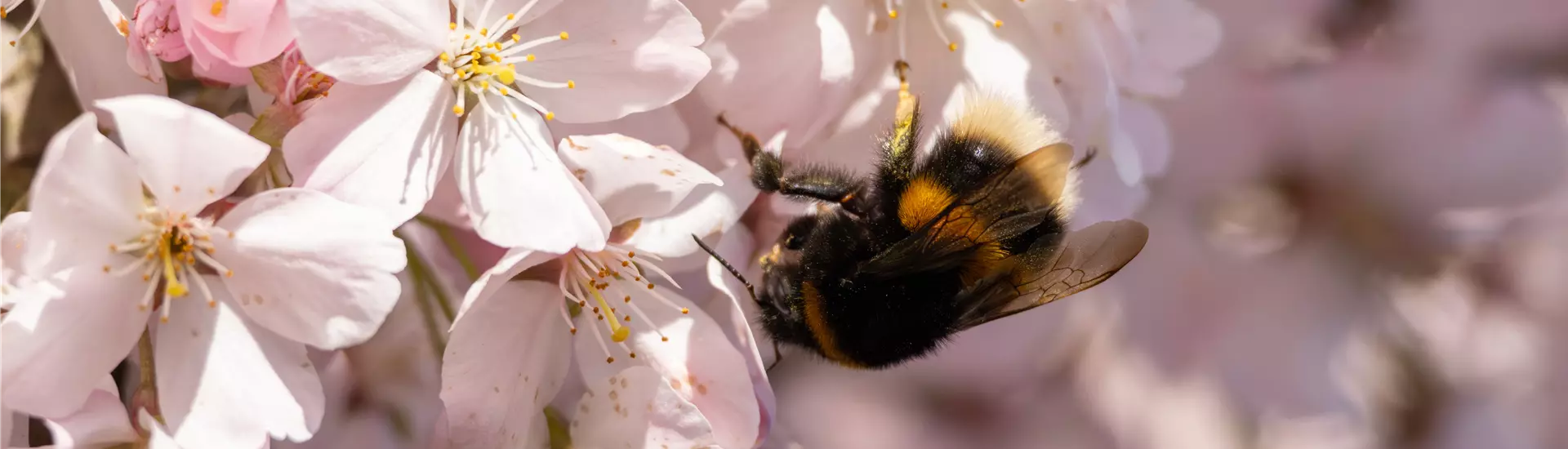 Prunus pandora Blüte Biene 0C7A2668.jpg