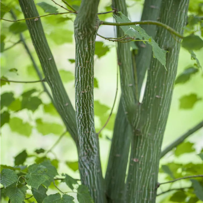 Acer davidii Acer davidii