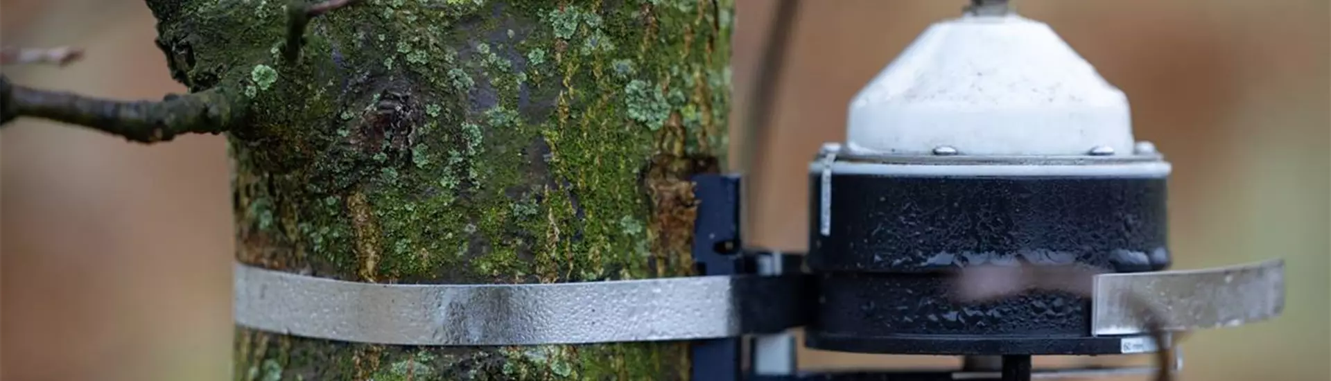 Interreg Pro Healthy Tree Dendrometer 0C7A1410-0-155-2250-1265.jpg