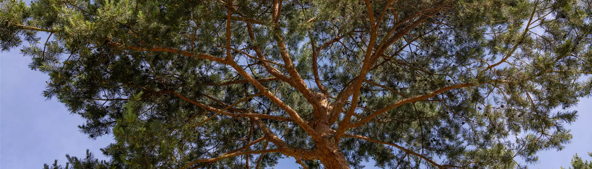 Pinus sylvestris.jpg