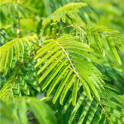 Albizia julibrissin 'Ombrella' Albizia julibrissin 'Ombrella'