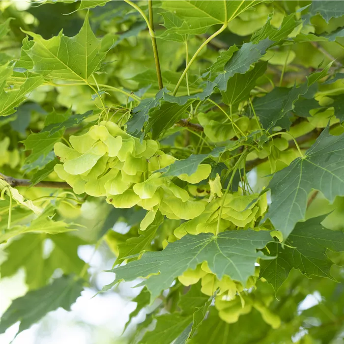 Acer platanoides Acer platanoides