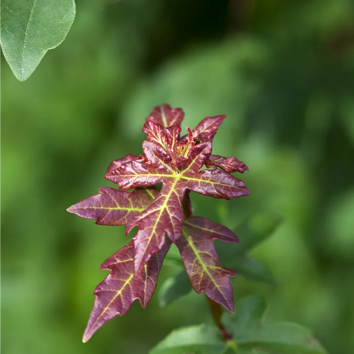 Acer campestre Acer campestre