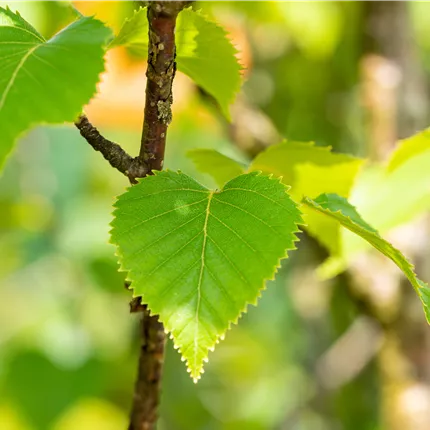Betula ermanii Betula ermanii