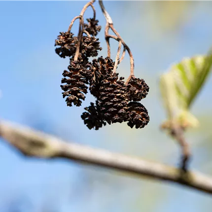 Alnus cordata Alnus cordata